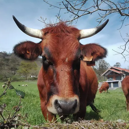 Agroturismo La Casona De Belmonte Ovinana (Belmonte de Miranda)